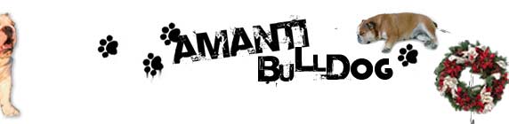 Amanti Bulldog